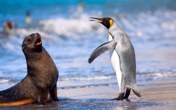 Картинка животные разные+вместе королевский пингвин кергеленский морской котик море океан пляж
