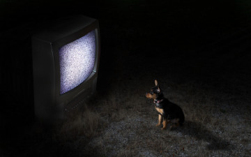 Картинка животные собаки собака телевизор ночь