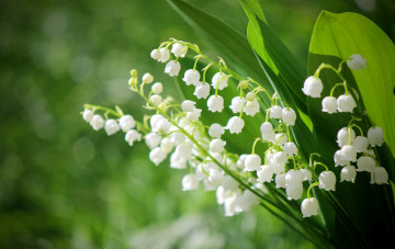 Картинка цветы ландыши весна