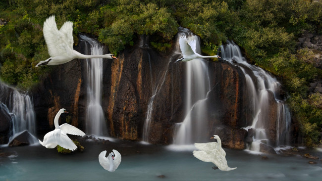 Обои картинки фото разное, компьютерный дизайн, лебеди, скала, водопад