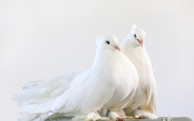 Обои картинки фото животные, голуби, pigeon, pair, милые, беленькие, голубиная, пара, cute, white