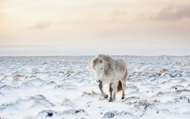 Обои картинки фото животные, лошади, конь, снег, природа