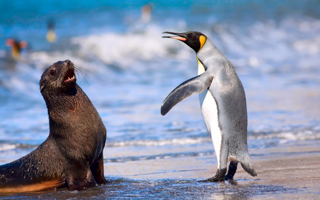 Обои картинки фото животные, разные вместе, королевский, пингвин, кергеленский, морской, котик, море, океан, пляж