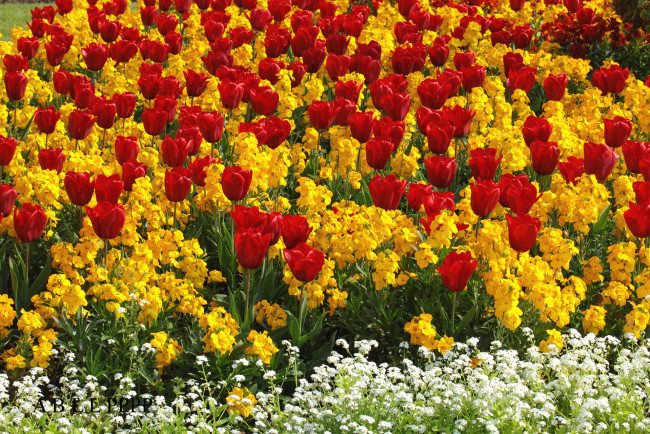 Обои картинки фото цветы, разные вместе, тюльпаны