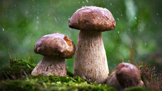 Обои картинки фото природа, грибы, трио, дождь