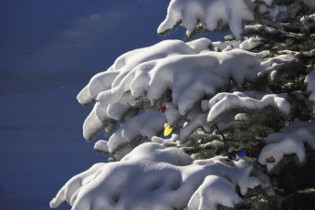 Картинка праздничные -+разное+ новый+год елка снег гирлянды новый год