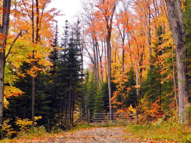 Обои картинки фото природа, лес, деревья, осень, листопад