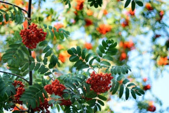 Картинка природа Ягоды +рябина рябина ягоды осень