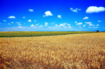 Картинка природа поля подсолнухи пшеница