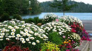Картинка природа парк цветы фонарь клумбы озеро