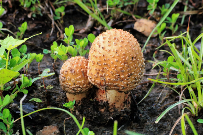 Обои картинки фото природа, грибы, дуэт, грибной