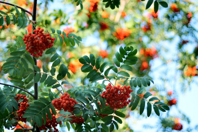 Обои картинки фото природа, Ягоды,  рябина, рябина, ягоды, осень