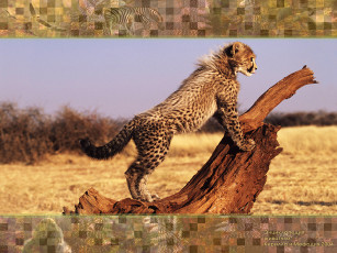 Картинка животные гепарды