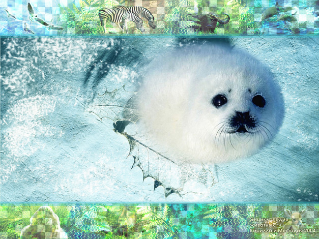 Обои картинки фото животные, тюлени, морские, львы, котики