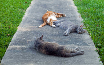 Картинка лежбище котиков животные коты