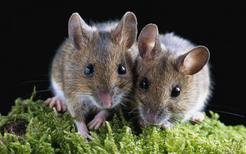 Картинка животные крысы мыши