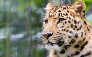 Картинка животные леопарды усы мода леопард