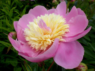 Картинка цветы пионы розовый большой