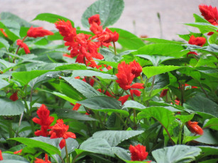 Картинка сальвия цветы красные капля дождя