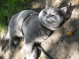 Картинка животные коты британец голубой плюшевый