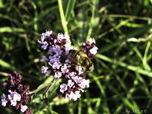 Картинка животные пчелы осы шмели луг лето цветы