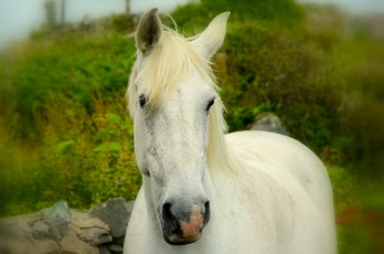 Картинка животные лошади белый