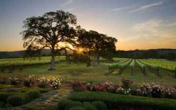 Картинка природа поля виноградник закат