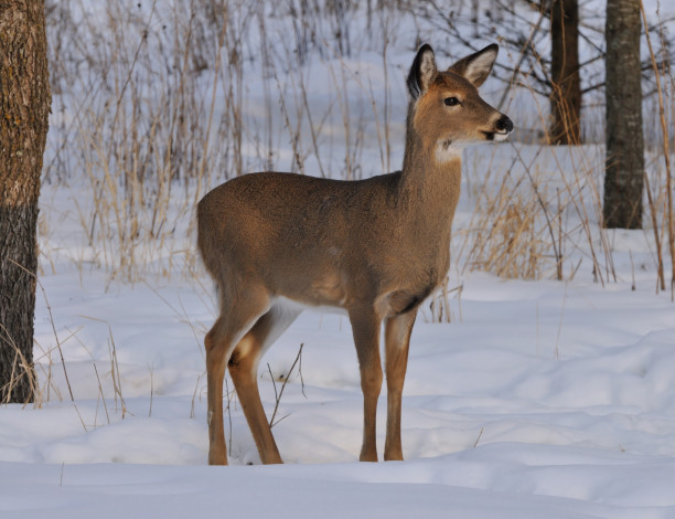 Обои картинки фото животные, олени, зима, снег, лес