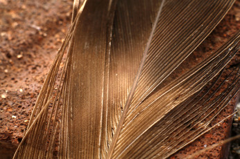 Картинка разное перья перо
