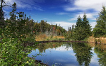 Картинка природа реки озера лес озеро деревья