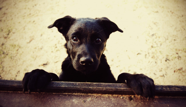 Обои картинки фото животные, собаки, собака, черный, морда, глаза, смотрит, взгляд