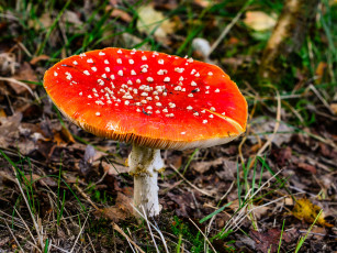 Картинка природа грибы +мухомор лес мухомор гриб
