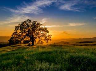 Картинка природа восходы закаты рассвет дерево поле