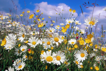 Картинка цветы луговые+ полевые +цветы природа ромашки облака лето