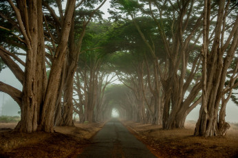 Картинка природа дороги шоссе деревья аллея