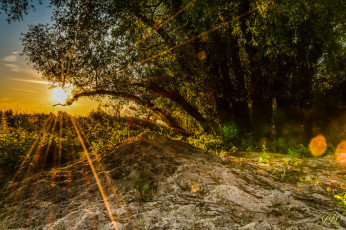 Картинка природа восходы закаты деревья солнце лучи