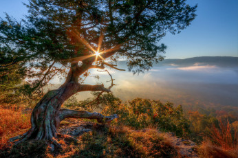 Картинка природа восходы закаты сияние крона дерево горы