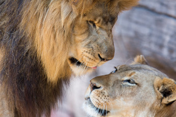 Картинка животные львы парочка львица лев любовь