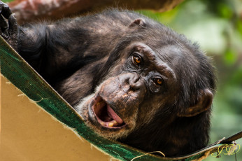Картинка животные обезьяны гримаса взгляд обезьяна
