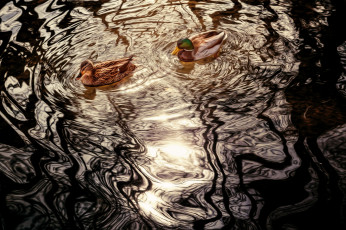 Картинка животные утки озеро блики вода обработка волны