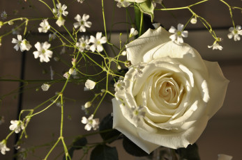 Картинка цветы разные+вместе роза бутон лепестки белая