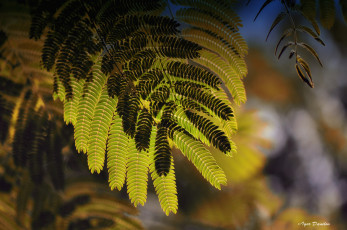 Картинка природа листья макро