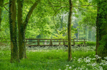 Картинка природа парк мостик мох деревья