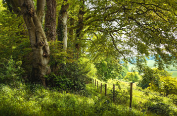 Картинка природа деревья ветки трава дерево зелень лето