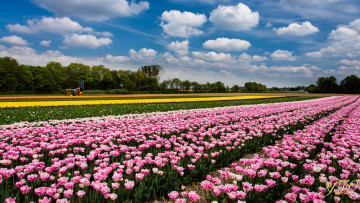 Картинка цветы тюльпаны облака небо розовые поле
