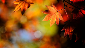 Картинка природа листья осень клен блики
