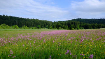 Картинка природа луга цветы трава поле лес