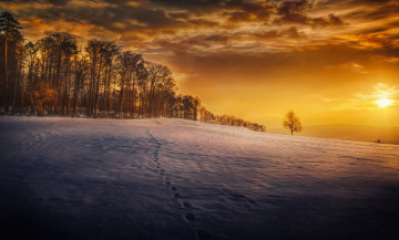 Картинка природа восходы закаты снег зима следы деревья закат