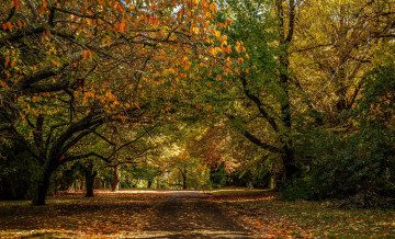 обоя природа, дороги, листва, осень, лес, шоссе