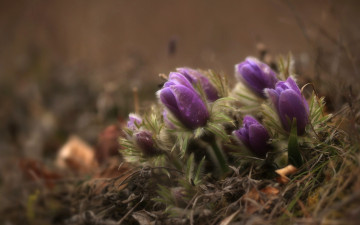 Картинка цветы анемоны +сон-трава весна бутоны макро сон-трава прострел капли лиловый